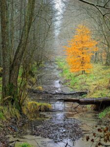A quiet woodland stream in late autumn with bare trees and a single bright orange beech tree on the bank, misty background