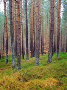 Misty pine woodland with tall, straight trunks, green mossy forest floor and autumnal undergrowth in a serene nature scene