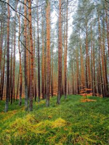 Tall straight pine trees in a misty northern woodland with green mossy floor and autumnal orange undergrowth