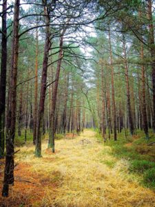 Sunlit pine woodland path with golden dry grass carpet and tall slender trunks leading into a misty green distance