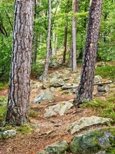 Sunlit Scandinavian woodland hiking trail with pine trees, mossy boulders and a winding dirt path through green forest