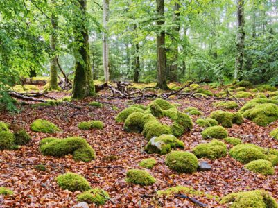 Moss-covered boulders and fallen leaves under tall beech trees in a lush temperate woodland, Bernd Meyer photograph