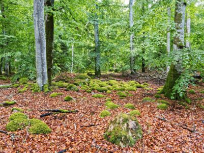 Mossy boulder-strewn beech woodland with fresh green canopy and orange leaf litter on the forest floor, peaceful nature scene