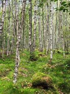 Birch woodland carpeted in bright green moss and grass with slender white trunks creating a tranquil northern forest scene