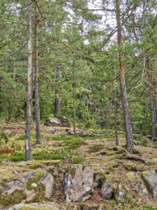 Mossy Scandinavian pine woodland with rocky forest floor and scattered boulders in soft daylight, nature photography