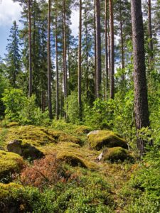 Sunlit pine forest in Scandinavia with moss-covered rocks, dense undergrowth and tall straight trunks against blue sky