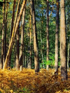 Sunlit pine woodland with a golden bracken carpet beneath tall tree trunks in a peaceful forest