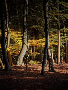 Sunlit beech woodland in autumn with golden leaves and slender trunks casting long shadows on a leaf-strewn forest floor