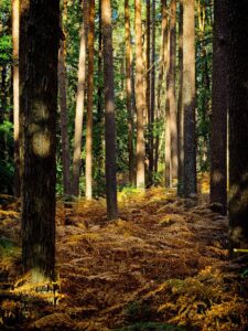 Sunlit pine forest with tall trunks and golden bracken carpeting the woodland floor in autumnal light, Bernd Meyer photograph