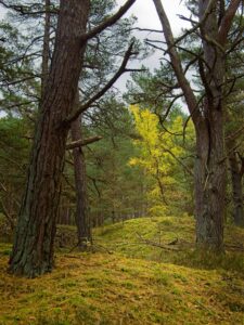 Autumn woodland scene with tall pine trunks and a sunlit yellow birch standing on a mossy forest mound