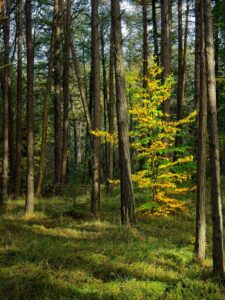 Young beech with golden autumn leaves glowing among tall pine trunks in a quiet mossy woodland scene