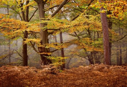 Autumn woodland with mist, golden beech foliage, pine trunks and rust-coloured bracken creating a peaceful forest scene