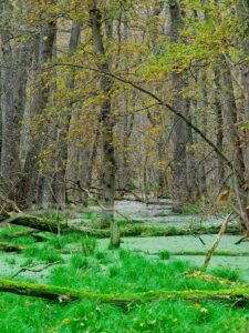 Autumn woodland swamp with mossy fallen logs, bright green marsh grass and duckweed-covered water under bare trees