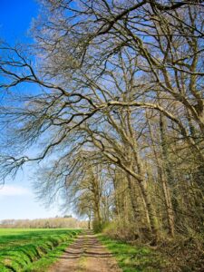 Waldrand auf dem Rundweg von der Klosterschänke