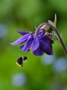Close-up of a bumblebee carrying pollen in flight approaching a purple columbine flower against soft green bokeh background