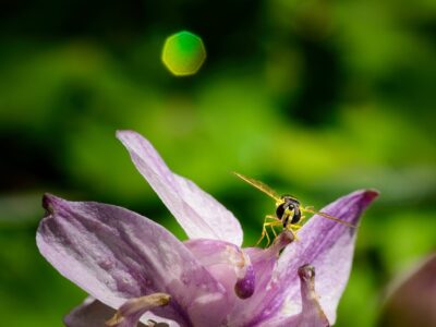 Macro photo of a yellow and black hoverfly perched on a pale purple flower petal with blurred green bokeh background