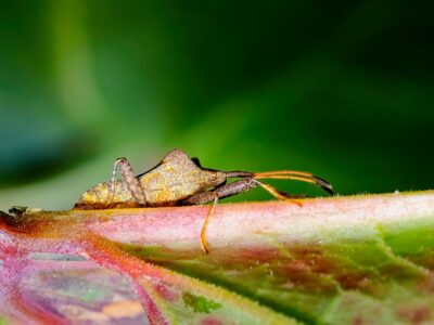 Close-up macro of a brown leaf-footed bug resting on a pink-green leaf against a soft green background, high detail