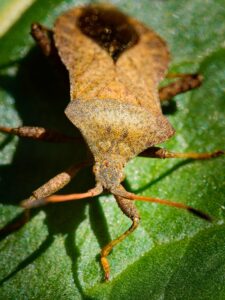 Close-up macro of a brown shield bug (stink bug) on a sunlit green leaf showing textured exoskeleton and antennae