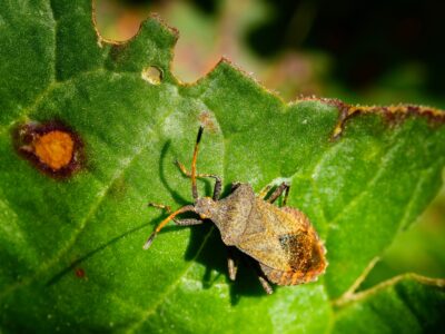 Close-up macro of a brown shield bug with orange antennae resting on a sunlit green leaf showing damage and rust spots