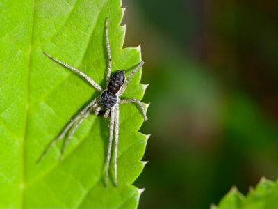 Close-up of a small grey crab spider perched on the serrated edge of a bright green leaf, macro insect photography