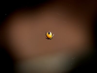 Close-up of a small orange orb-weaver spider suspended on a thin web strand against a smooth brown background blur
