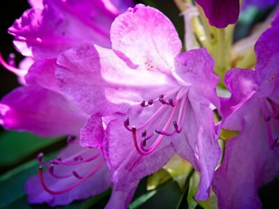 Close-up of vibrant pink rhododendron bloom with detailed stamens and soft sunlight highlighting petals in Rhododendron Park