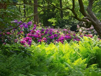Sunlit green ferns in foreground with vibrant purple rhododendron blooms under twisted woodland trees in Rhododendron Park