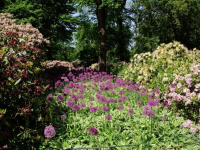 Sunlit Rhododendron Park border with purple alliums and pale rhododendron shrubs beneath tall trees in spring