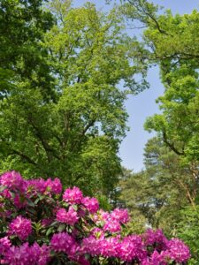Pink rhododendron flowers with towering oak and pine canopy beneath a clear blue sky in Rhododendron Park