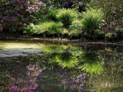 Sunlit rhododendrons and ferns along a park pond with vivid green reflections mirrored in still water