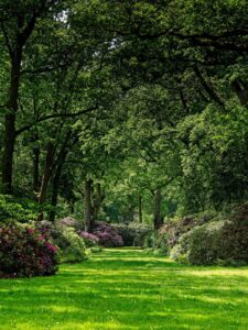 Sunlit Rhododendron Park walkway framed by tall oak trees and flowering shrubs with vibrant green lawn in spring