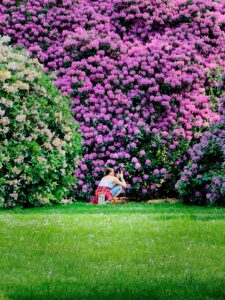 Woman crouching to photograph vibrant pink rhododendron bushes in a park with green lawn foreground and picnic items nearby