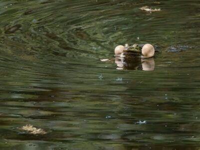 Green male frog in Rhododendron Park pond calling with inflated vocal sacs, rippled water and floating leaves in spring