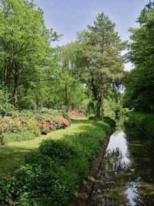Riverside rhododendron park with pink blooms, tall trees and a narrow reflective canal on a sunny spring day