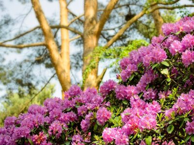Pink rhododendron blossoms in full bloom foreground with sunlit pine tree trunks blurred in the park background