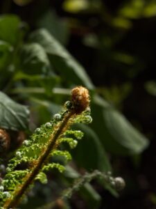 Fern fiddlehead close-up in Rhododendron Park, curled fronds with hairy stem and warm sunlight on a dark background