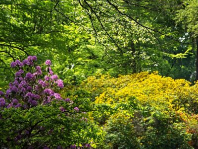 Sunlit green woodland scene with pink rhododendron blooms at left and a large golden yellow flowering shrub in spring