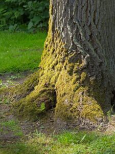 Close-up of a moss-covered tree trunk base in Rhododendron Park with textured bark and green grass surroundings, spring light