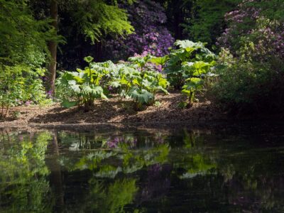 Sunlit rhubarb-like Gunnera plants and purple rhododendron blooms on a shaded pond bank with clear water reflections