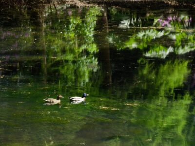 Mallard pair gliding on a reflective pond in Rhododendron Park with green trees and pink rhododendron reflections