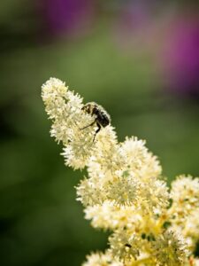 Bee perched on creamy white rhododendron flower spike with soft green and purple bokeh background, spring macro