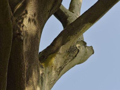 Beech tree close-up in Rhododendron Park showing smooth textured bark, moss patches and branches against sky