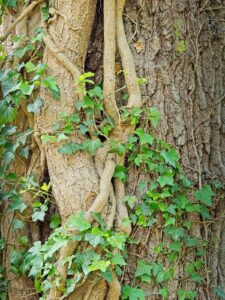 Close-up of ivy vines twisting up textured tree bark in Rhododendron Park, vivid green leaves against rough brown trunk