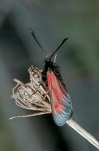 Close-up of a red and black burnet moth perched on a dried seedhead, detailed macro insect photography by Bernd Meyer