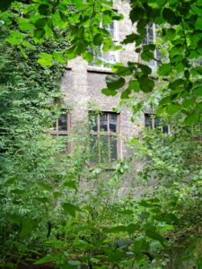Overgrown green foliage framing an old textured building facade with ivy-covered walls and multi-pane wooden windows