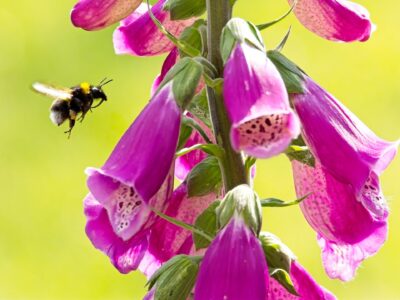 Bumblebee hovering near magenta foxglove blooms against a soft green background, macro insect photography