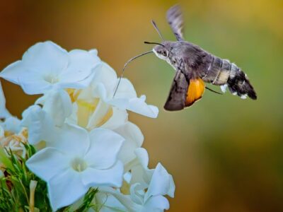Hummingbird hawk-moth hovering over white phlox, long proboscis extended into blossom against blurred green-brown backdrop